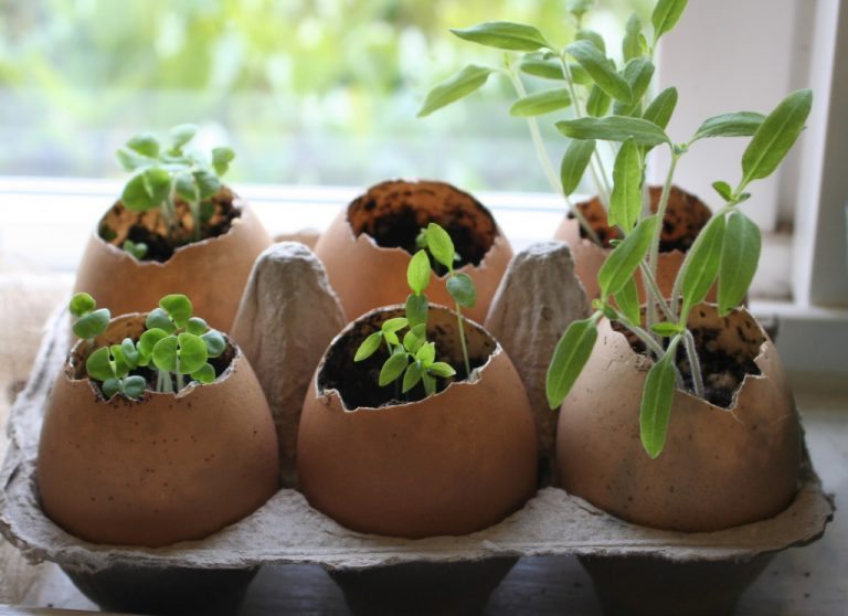 Why You Should Use Eggshells to Start Seeds