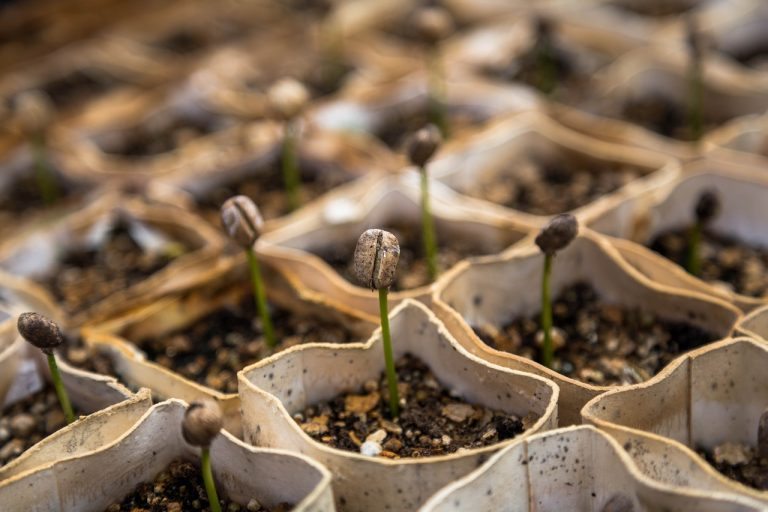 A Simple Guide for Starting Difficult Seeds