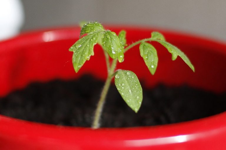 The Tomato Leaf Myth: Debunking the Poisonous Lie