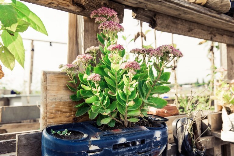 Tiny Edible Urban Gardens on Roofs, in the Air, and Underwater!