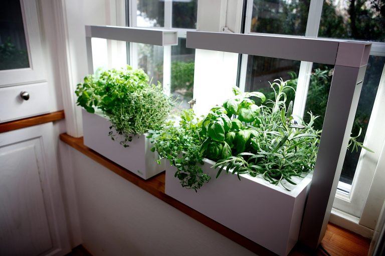 No Sun? No Problem! 10 Shade Tolerant Herbs
