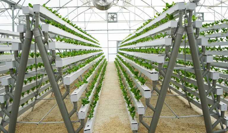 DIY Hydroponic A-Frame Build: Grow 168 Plants in a 6′ X 10′ Space