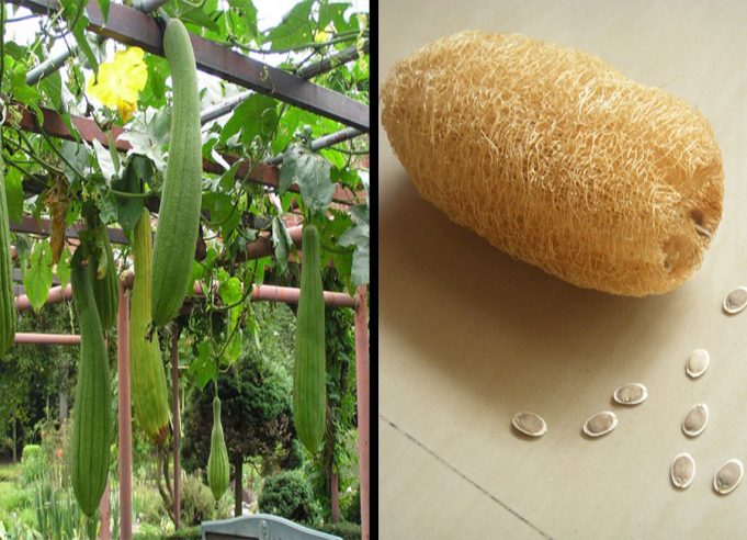 luffa-gourd