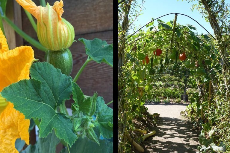 How to Build a Squash Arch