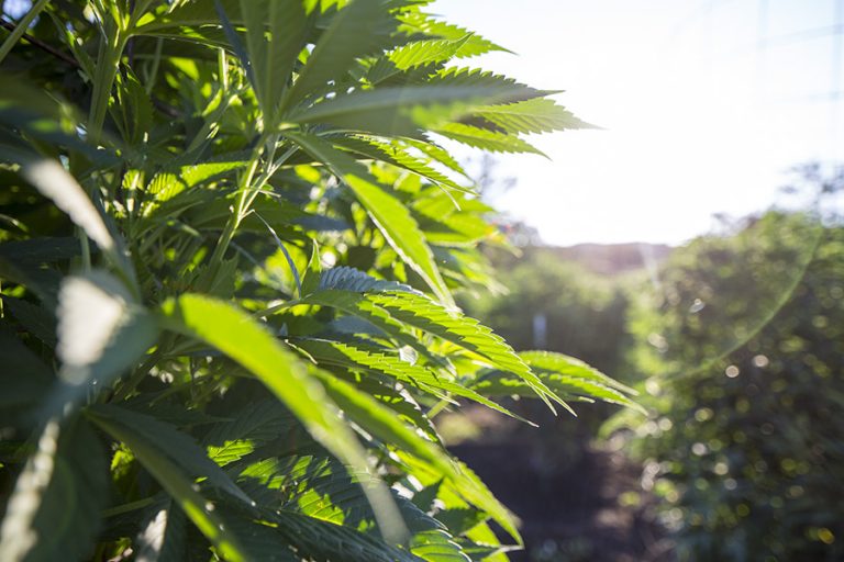 Understanding CBD, Cannabinoids, & Your Health