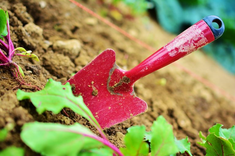 Everything You Need To Know About Soil pH