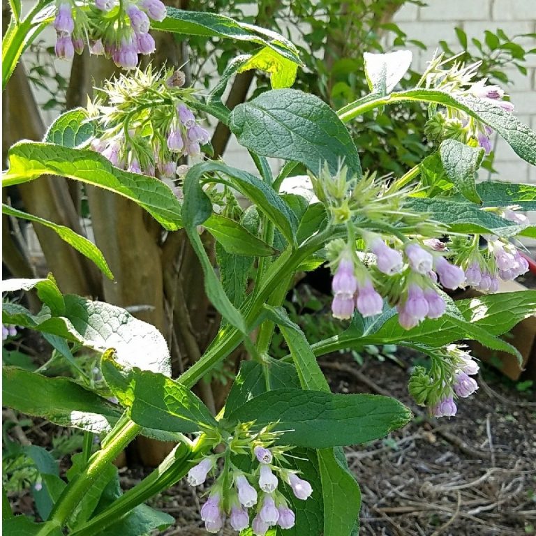 What WEEDS Tell Us and Why We Should Care