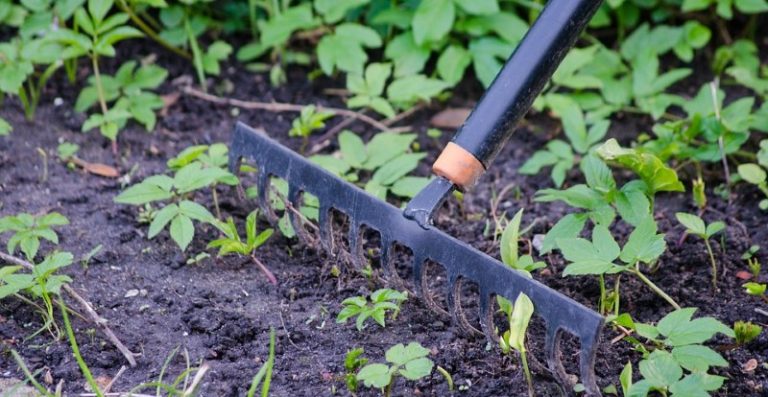 5 Must-Have Tools for Maintaining Your Garden