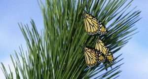 monarch migration