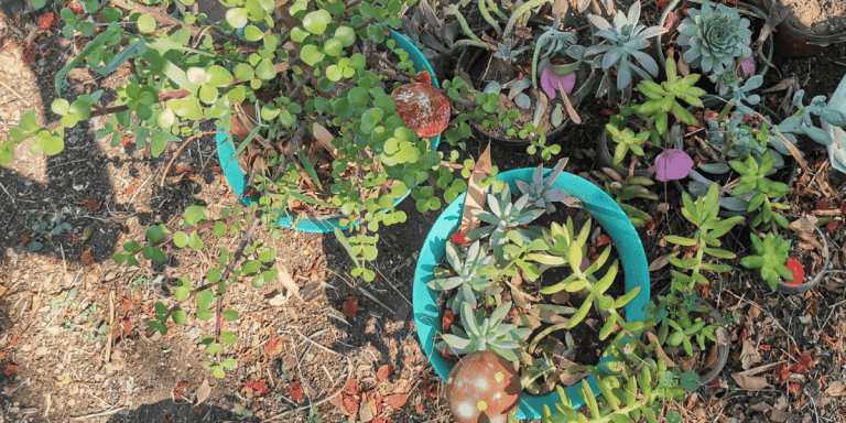 Hacks and Tips for Plentifully Propagating Succulents