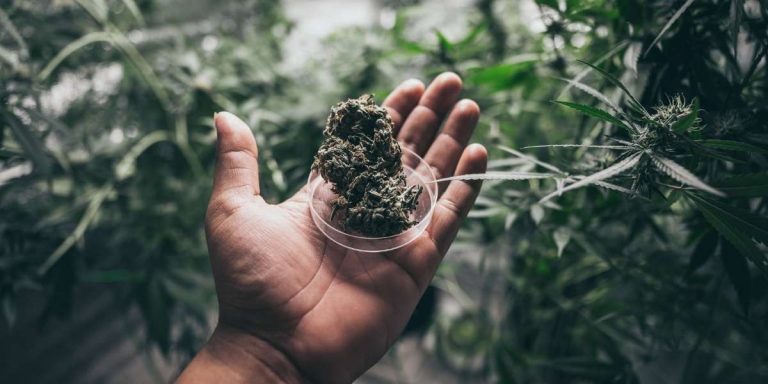 Illegal Weed Is a Deadly Policy: My Story and My Hope for Decriminalization
