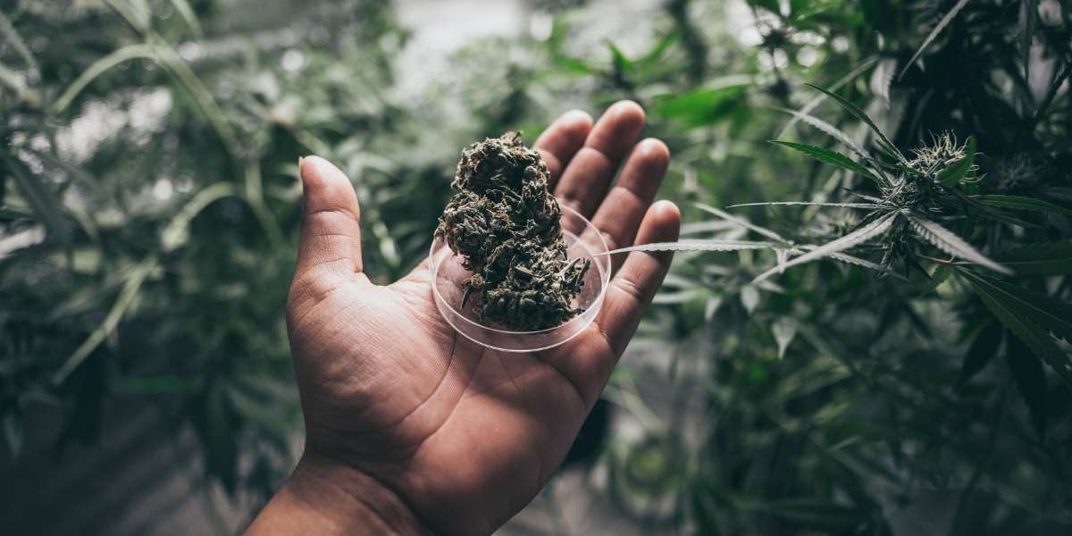 Illegal Weed Is a Deadly Policy: My Story and My Hope for Decriminalization Illegal Weed Is a Deadly Policy: My Story and My Hope for Decriminalization
